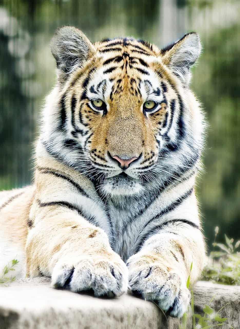 tiger, siberian tiger, big cat-1367197.jpg
